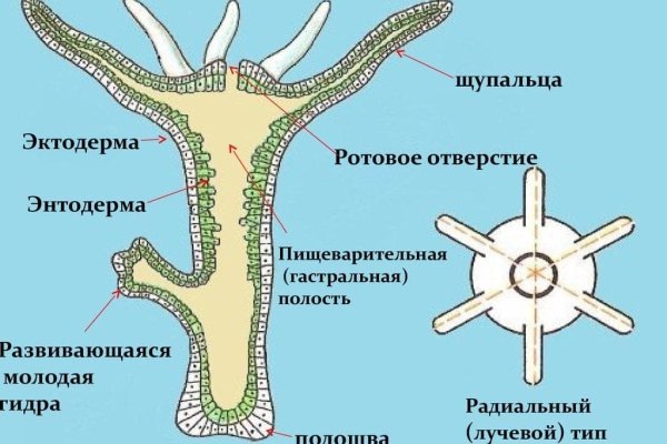 Kraken clear ссылка