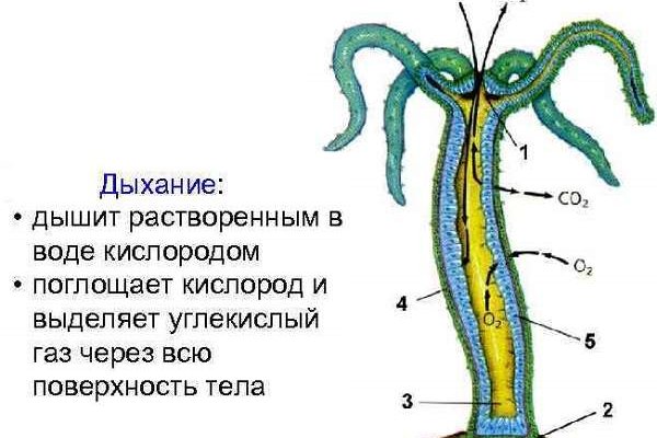 Маркетплейс кракен kraken