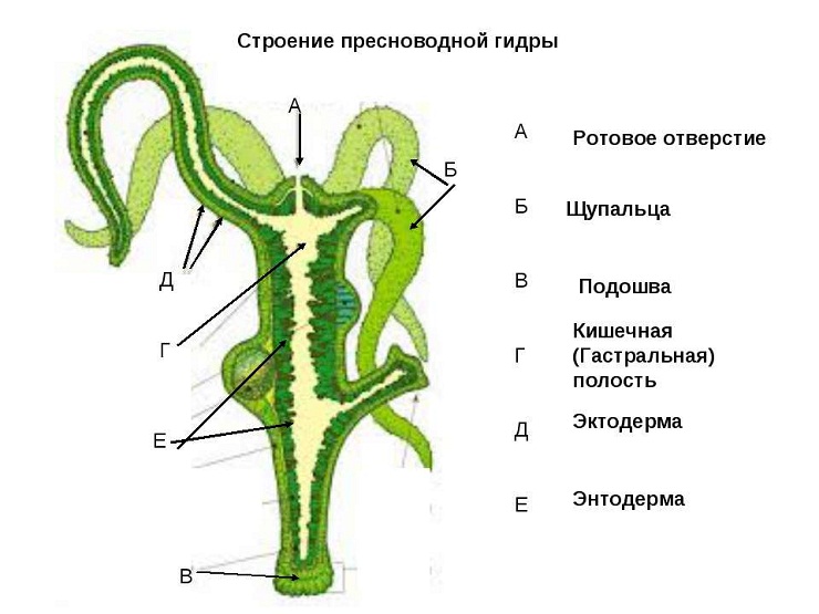 Как купить наркотик в кракен